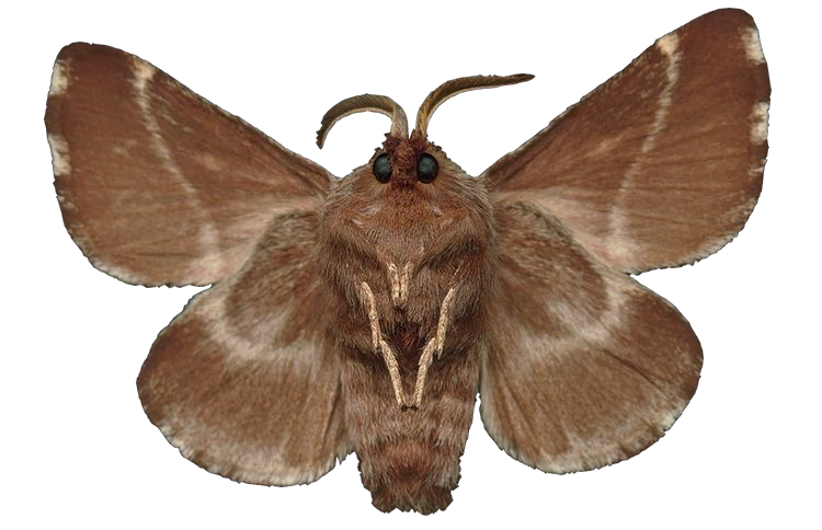 moth